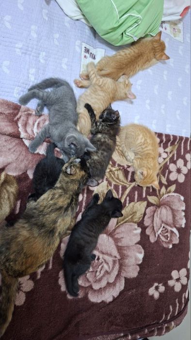 Котята ищут дом!