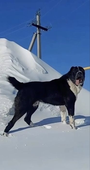 Алабай САО щенята  2,5 мес.