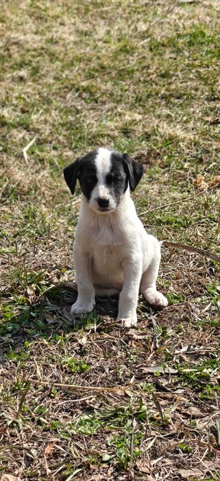 Подарите 9 щенятам дом!