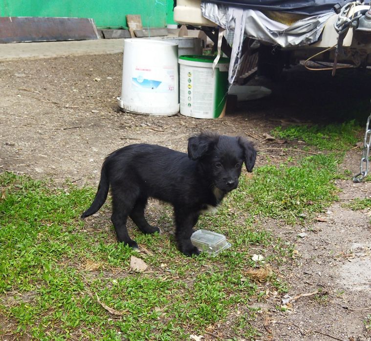 Щенки в хорошие руки