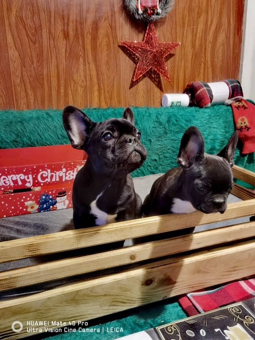 Френски булдог -