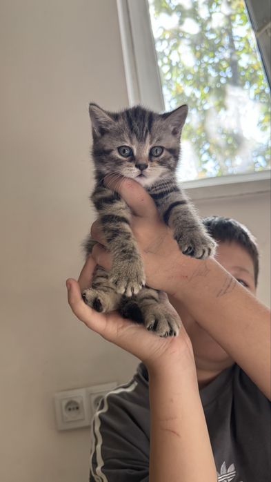 котенок,1,5 месяцев