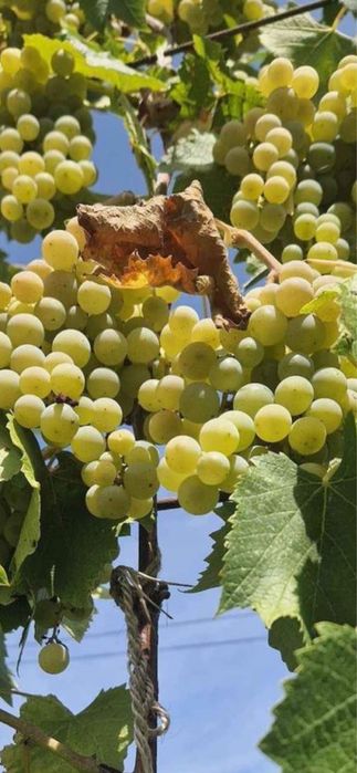 Struguri pentru vin sau Must