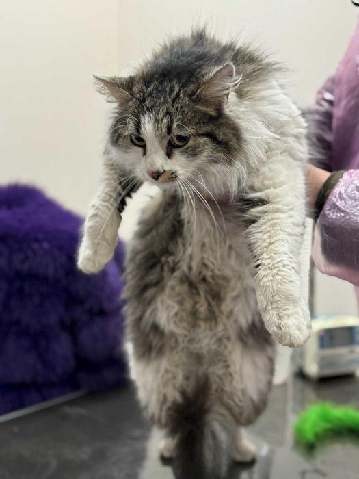 Коте Шишо търси дом