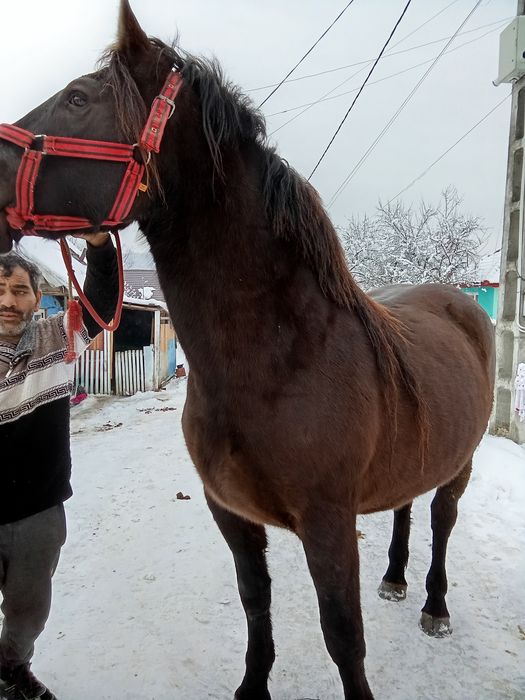 Vând sau schimb mânză de 3 ani gestanta