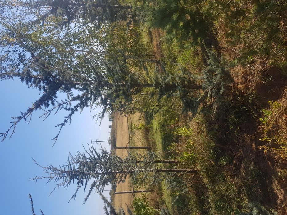 Platan mesteacăn cedru plante