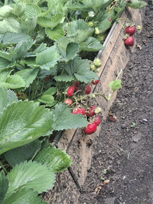 Продам дачу в с/о Буревестник