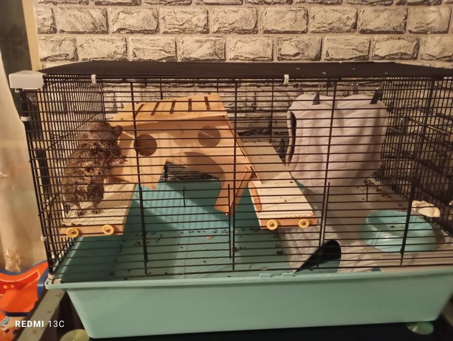 Продается Дигу(Чилийская белка)