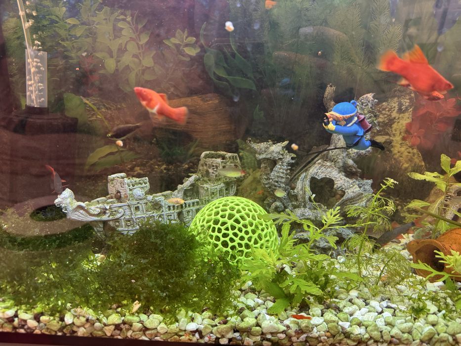 Аквариум изцяло оборудван