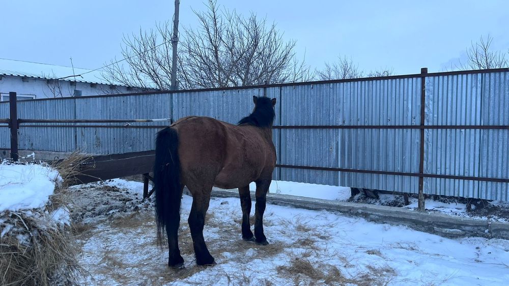 Продам Мұғалжарского жеребца