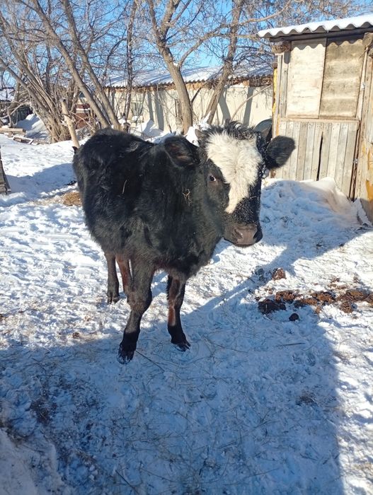 Продам годовалую телку