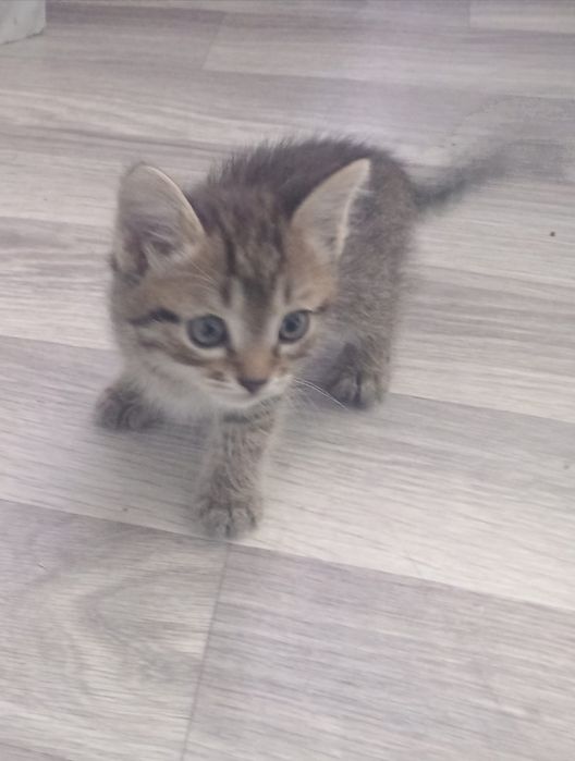 Отдам даром котят хорошенькие