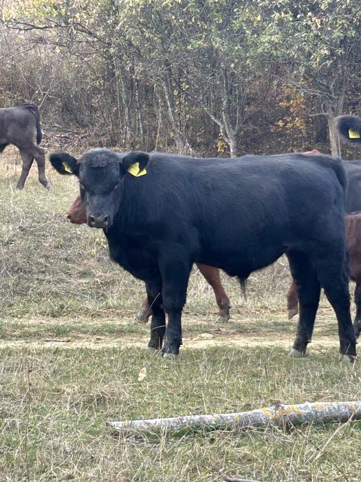 Vand 6 vitei angus