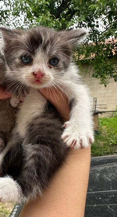 Котята британской породы