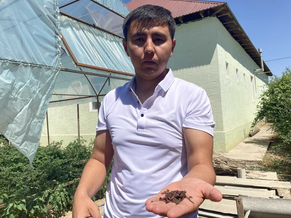 Калифорниялық қызыл құрт