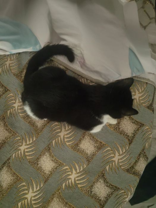 Котенок ищет дом и добрых хозяев