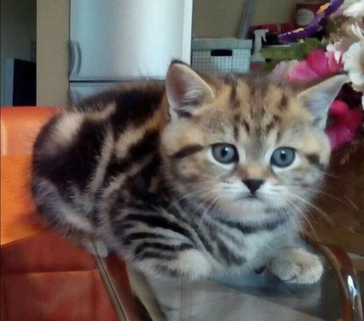 Вязка шотландского кота