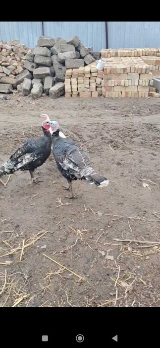 Tovuq Kurkalar sotiladi