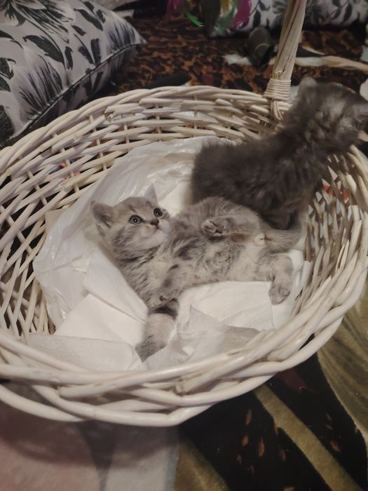 Британские малыши