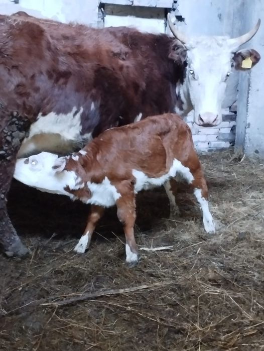 Продам корова с теленка