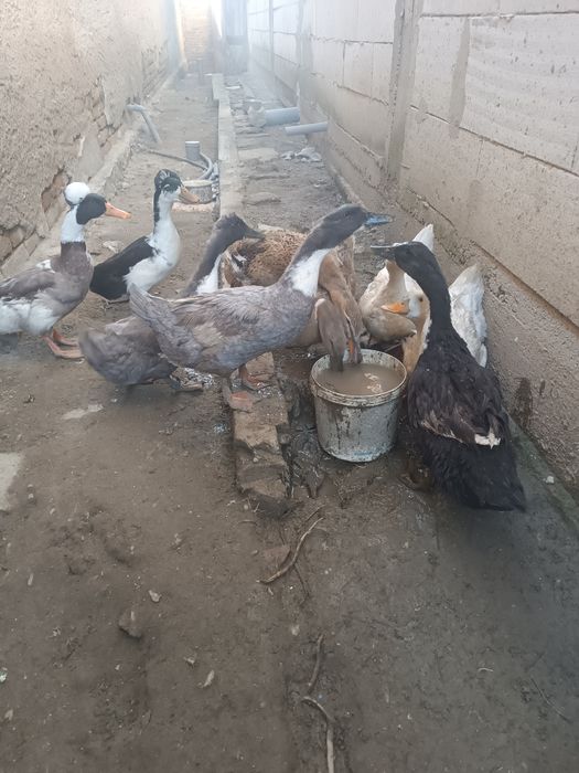 Vând 7 rațe și doi rățoi