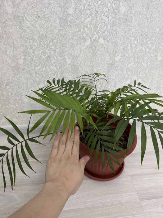 Комнатные цветы