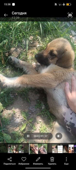 Отдам щенков в кыргауылды