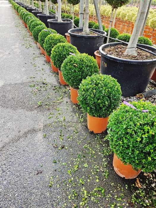 Globular Buxus la ghiveci