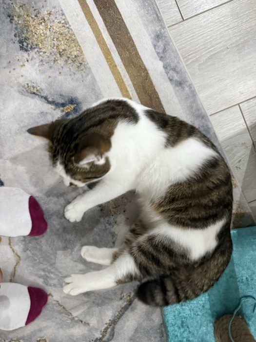 Отдам даром кота
