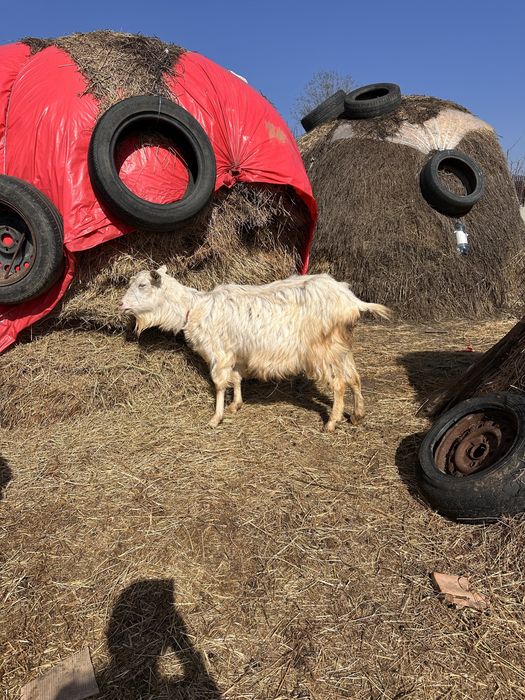 Vand 3 capre  mature