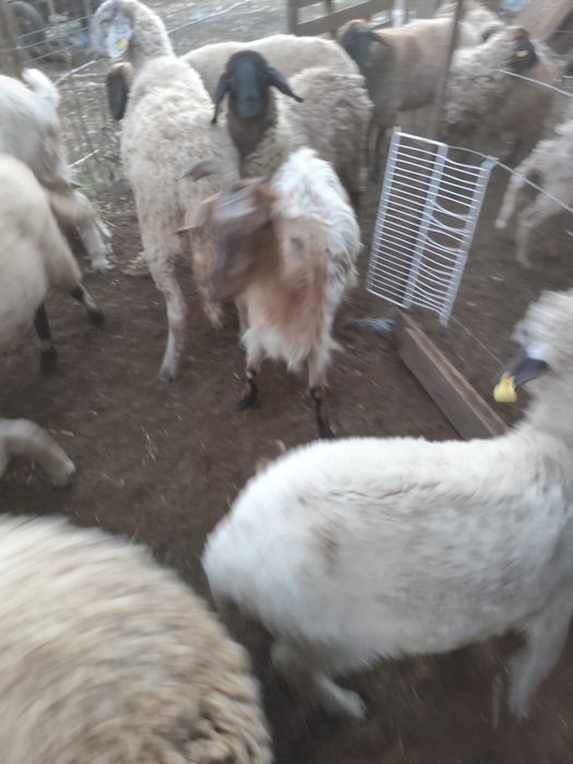 Vand capre cu lapte
