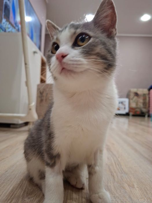 Ищем дом для кошки