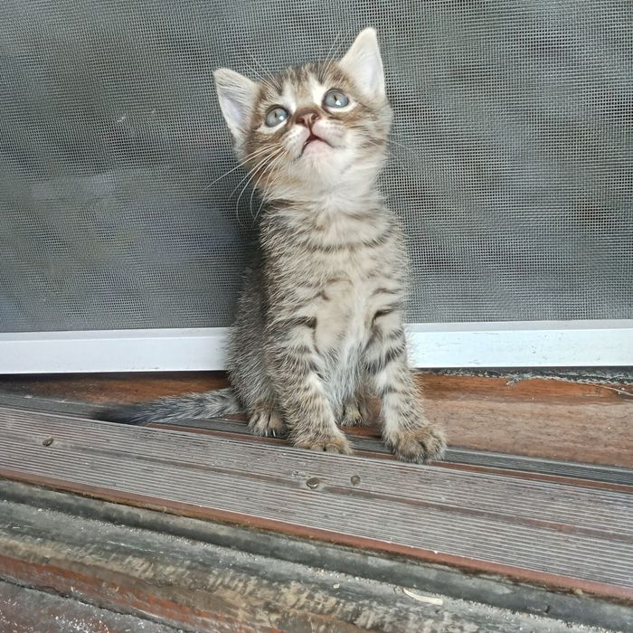 Котята в добрые руки бесплатно!