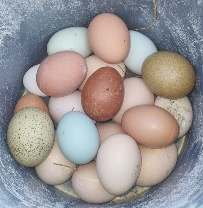 Oua incubat ( metis )