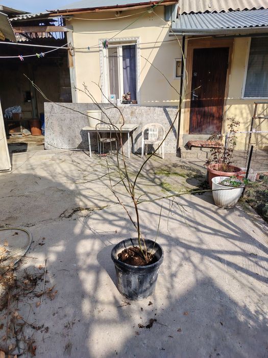 Голубика многолетние взрослые кусты