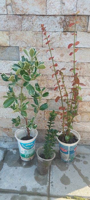 Банан Муса студоустойчив Глициния Вистерия Текома Лоницера