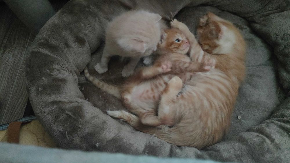 Любимый животный мирок