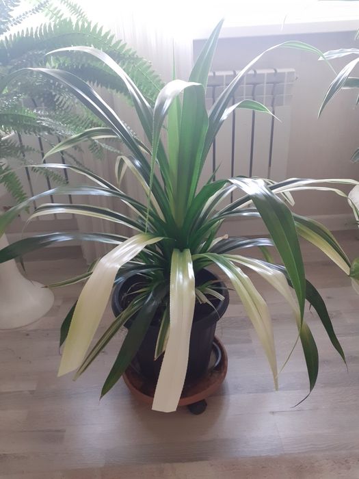 Комнатные  цветы