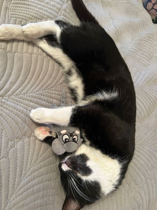 Кошечка ищет дом