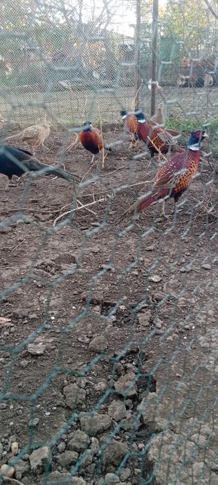 Fazani  comuni    si  tenebros