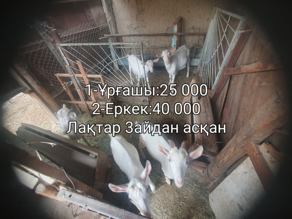 ПОРОДА ЕШКІ,лақтар ТЕКЕ сатылады