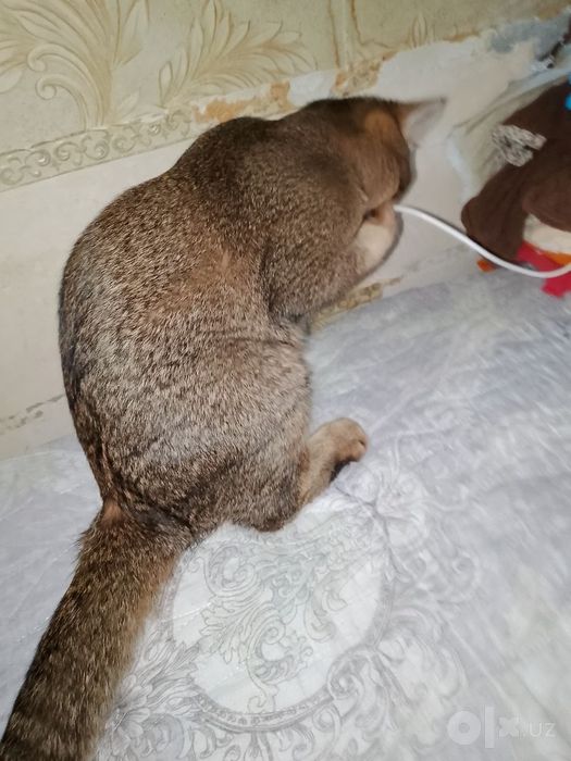 Золотые британцы.