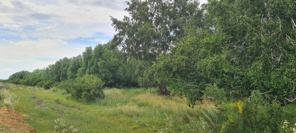 Продам участок в лесу в Астане