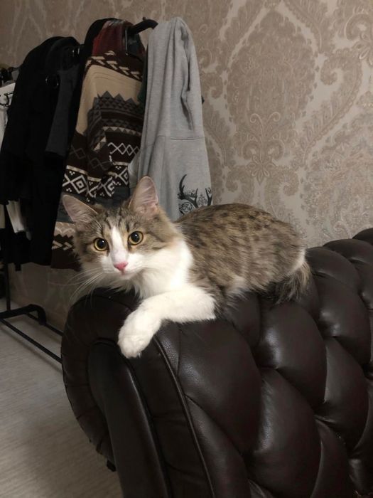 Кошка, домашнее животное