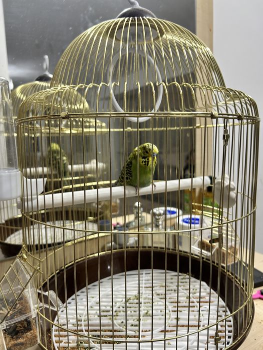 Продаем попугая вместе с клеткой