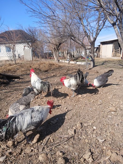 Брекель серебро жұмыртқасы