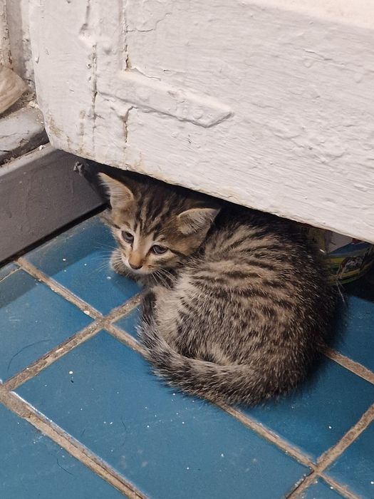 Отдам котят в хорошие руки