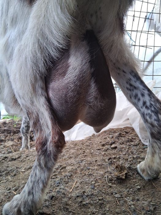 Vand carcasa de iedut