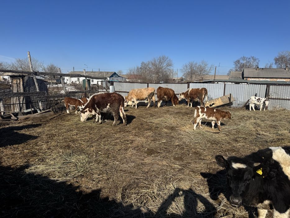 Продам коров с телятами