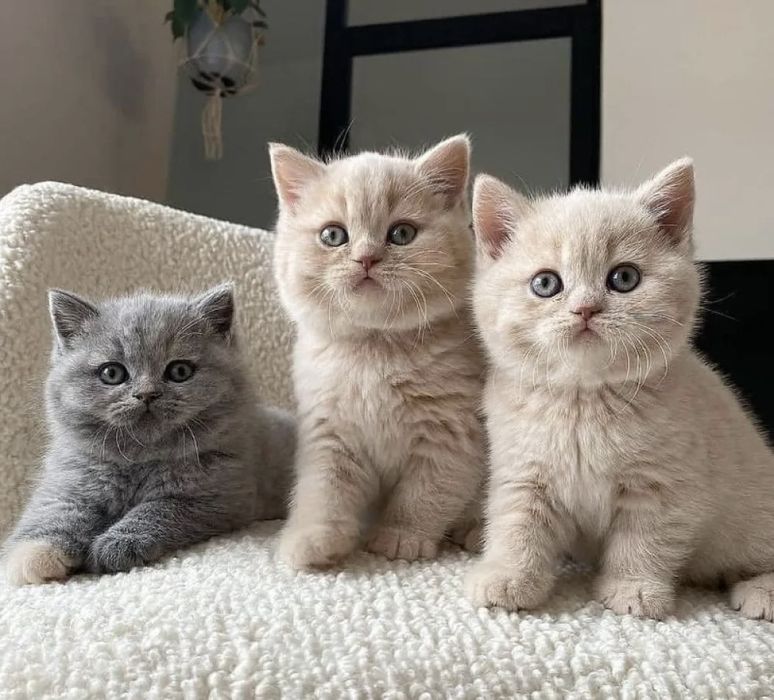 Миленькие Котятки